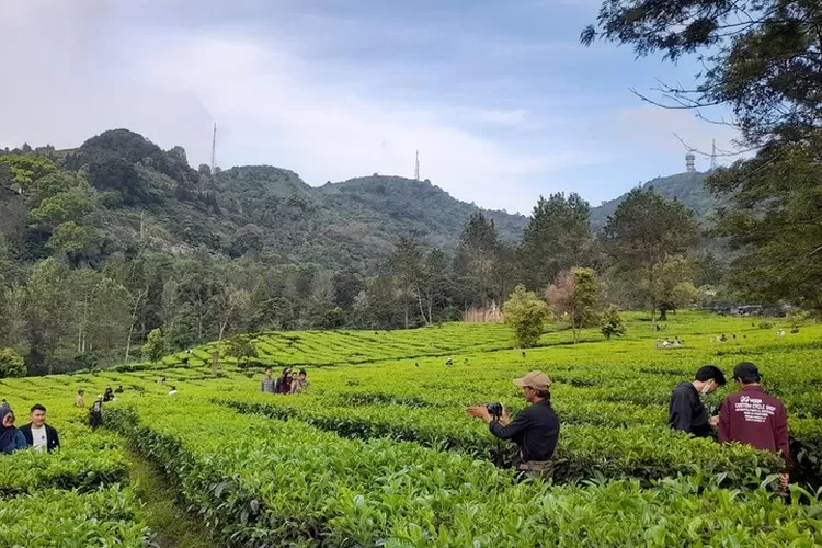 Mau Liburan Ke Bogor? Simak Rekomendasi Destinasi Puncak Bogor ...