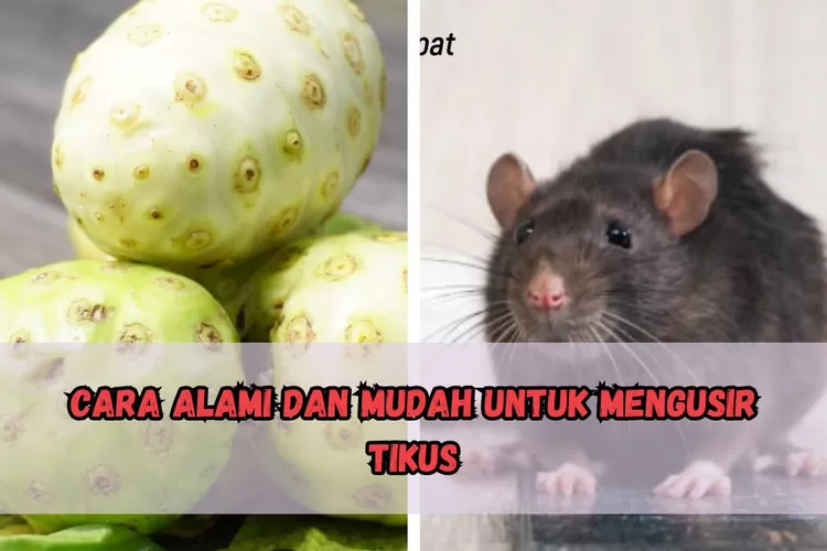 Pakai Saja Bahan Ini Cara Alami Dan Mudah Untuk Mengusir Tikus Yang Sering Berkeliaran Di Rumah 5510