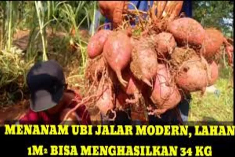 Mantap Nih Cara Menanam Ubi Jalar Modern Di Lahan Seluas M Bisa