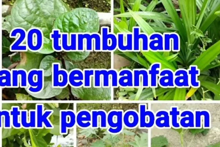 20 Jenis Tanaman Obat yang Berkhasiat untuk Kesehatan Tubuh Manusia