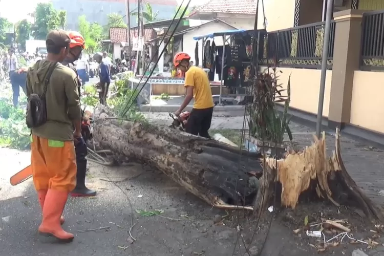 Bolehkah Membakar Sampah Di Batang Pohon Peneduh Jalan Begini Penjelasannya Kelumajang