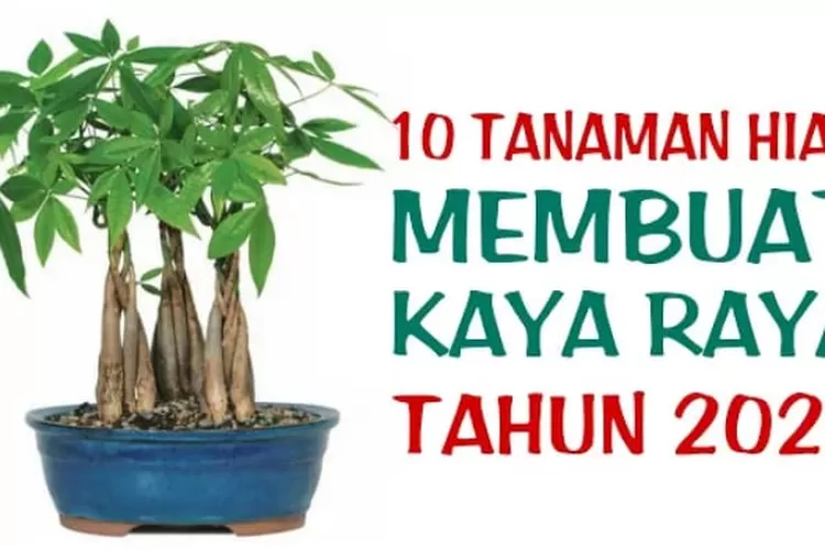 10 Tanaman Hias Yang Menurut Feng Shui Bawa Hoki Di Tahun 2023 Timenews