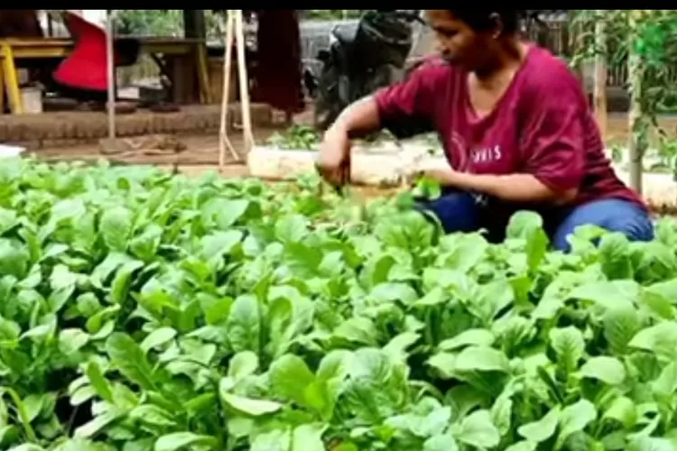 Dari Biji Hingga Panen Tips Cara Menanam Lobak Putih Di Pot Dan