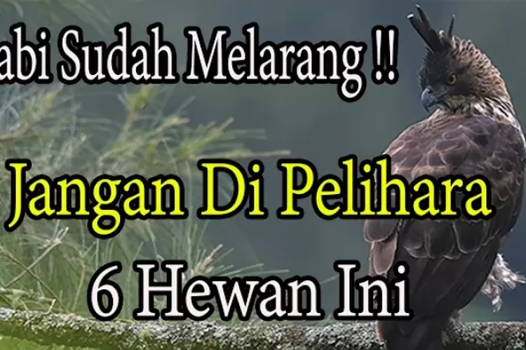 Inilah 6 Hewan Yang Dilarang Untuk Dipelihara Dalam Islam - Timenews