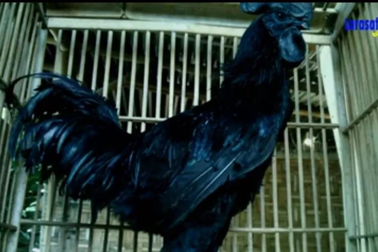 Mitos Dan Fakta Ayam Cemani Paling Unik Dan Misterius Di Dunia Salah