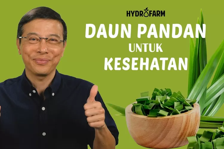 Manfaat Minum Air Rebusan Dari Daun Pandan Yang Memiliki Aroma Luar ...