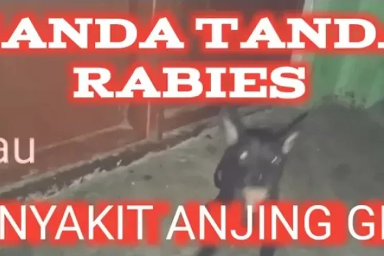 Ciri-Ciri Anjing Terkena Rabies, Segera Menghindar Jika Ada Disekitar ...