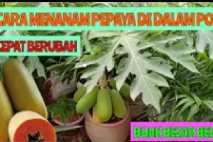 Info buku panen besar mangga dalam pot