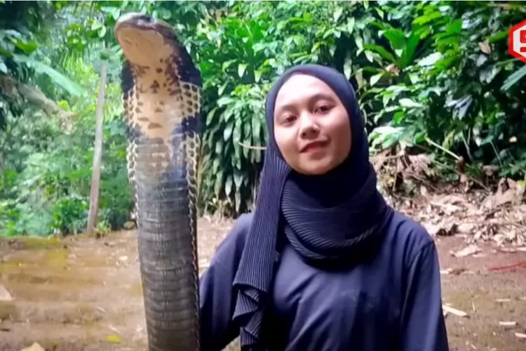 Keajaiban Wanita Cantik Di Bandung Memelihara Ular King Cobra Berukuran ...