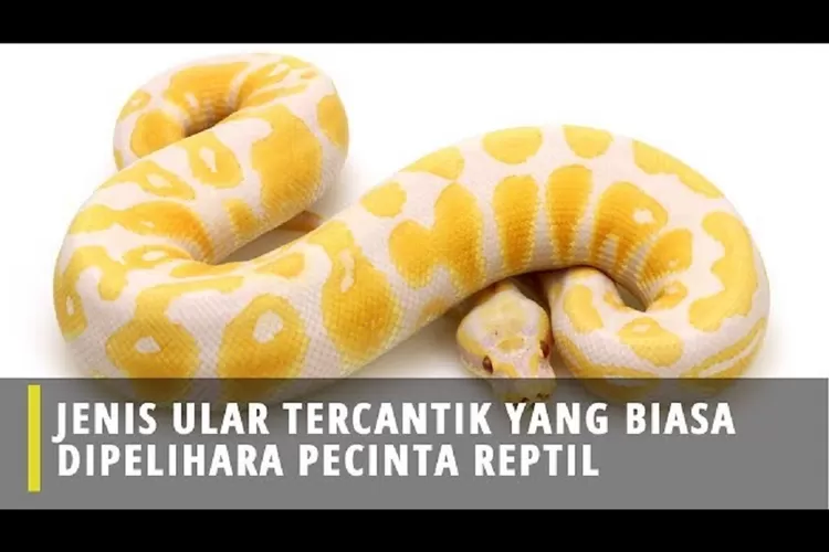 Bukan Ular Kobra Dan King Cobra Inilah 5 Jenis Ular Yang Bisa Kalian Pelihara Cantik Dan Cocok