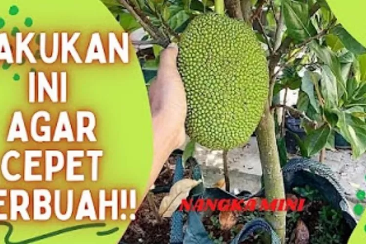 Cara Master Merawat Dan Memupuk Tanaman Nangka Agar Subur Berbuah