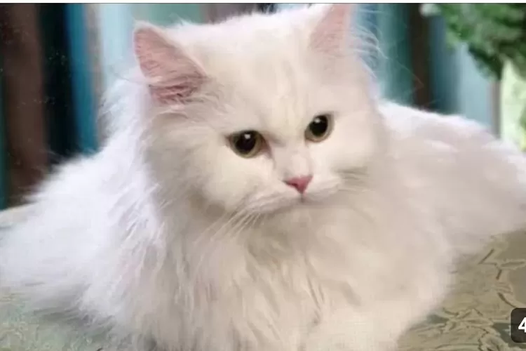 Menakjubkan ! 7 Jenis Kucing Persia yang Terpopuler. Salah satunya Hidung Pesek  (Tangkap layar channel YouTube@channel dunia)