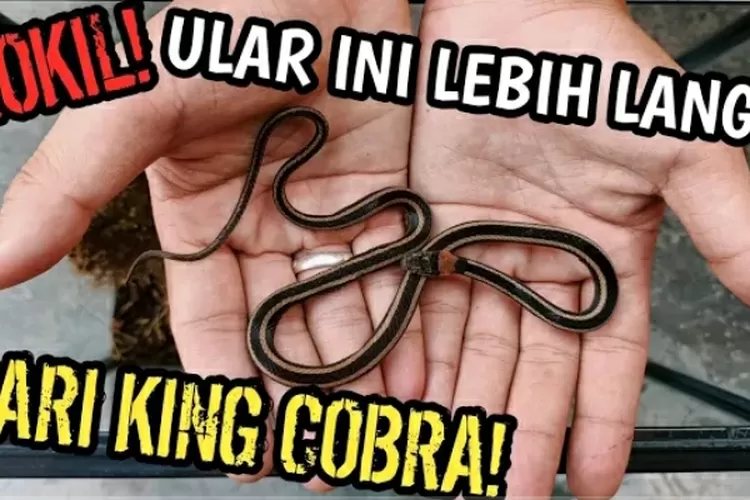 Jadi Keajaiban Dunia? Inilah Deretan 8 Spesies Ulat Yang Berbentuk ...