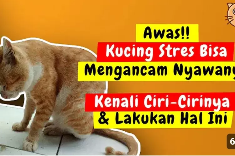 Wajib Tahu ! 8 Ciri Ciri Kucing Mengalam Stres Dan Ternyata Cara ...