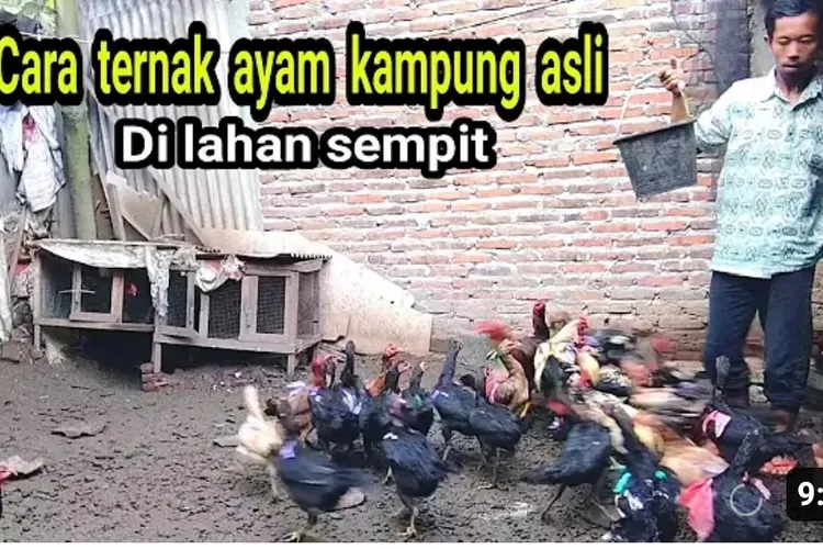 Trik 8 Cara Ternak Ayam Kampung Asli Di Lahan Sempit Simak Tips