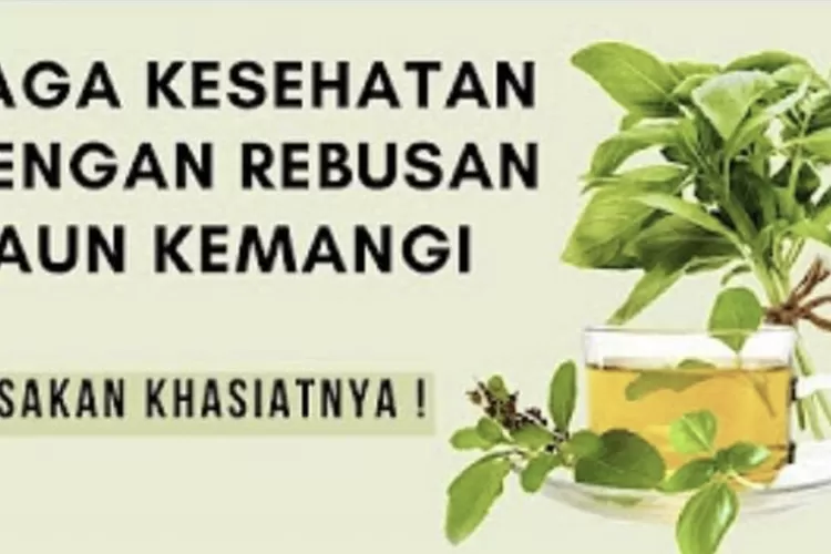 Keajaiban Menakjubkan Dibalik Rebusan Daun Kemangi Yang Wangi Di Tubuh ...