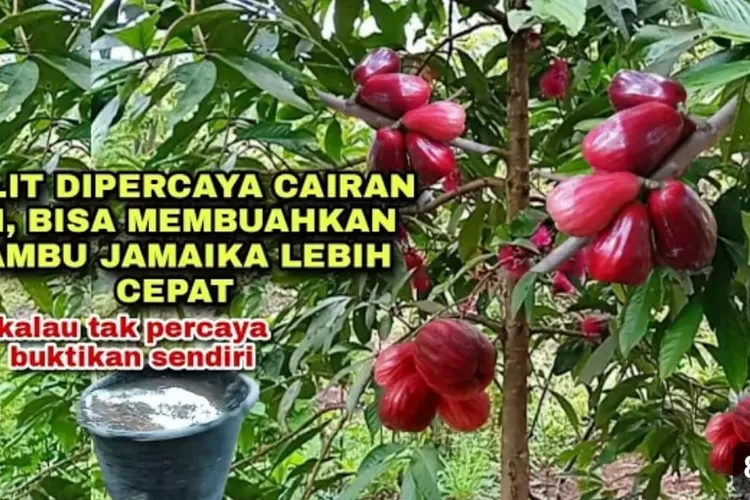 Cara Membuat Cairan Pupuk Untuk Pohon Jambu Bol Jamaika Berbuah Lebat