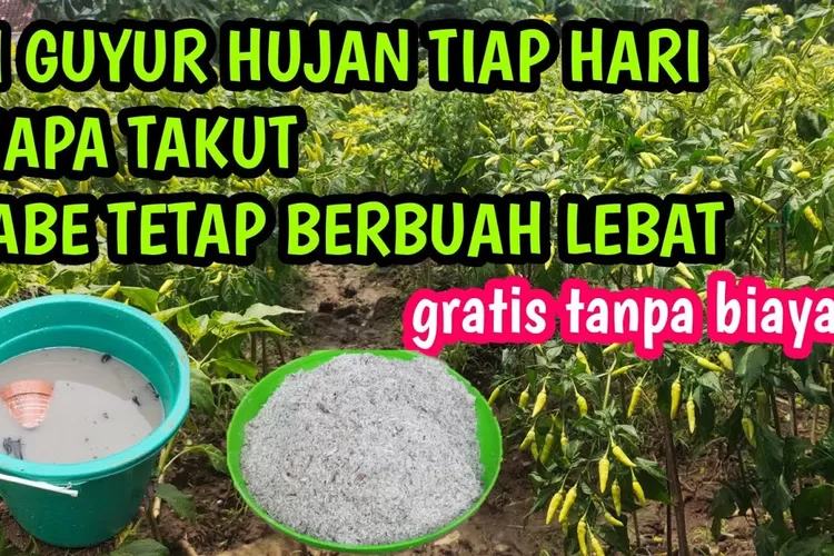 Tanaman Cabai Tetap Berbuah Lebat Dan Tak Rontok Meski Diguyur Hujan ...