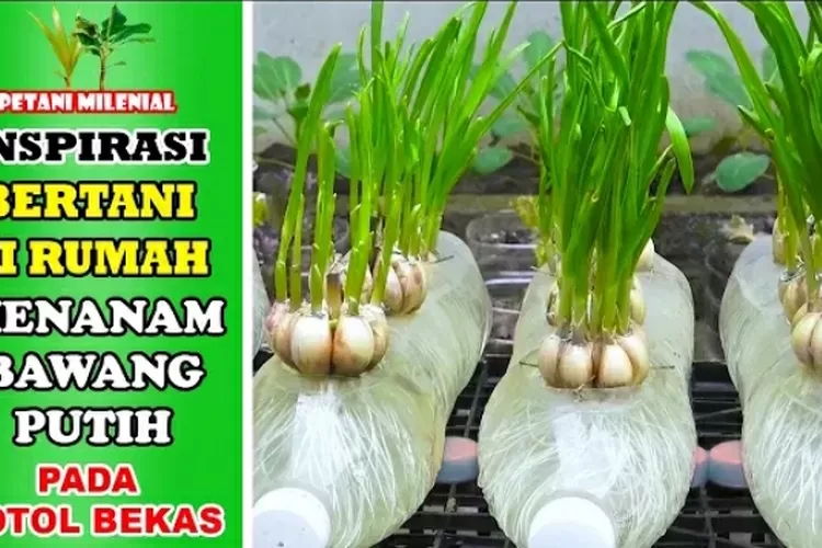 Petani Milenial Wajib Coba Trik Menanam Bawang Putih Dalam Botol Bekas ...