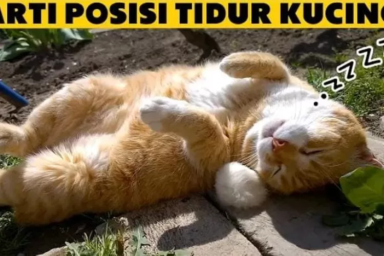 Arti posisi dan gaya tidur kucing.  (Tangkapan layar YouTube Kucing Meong)