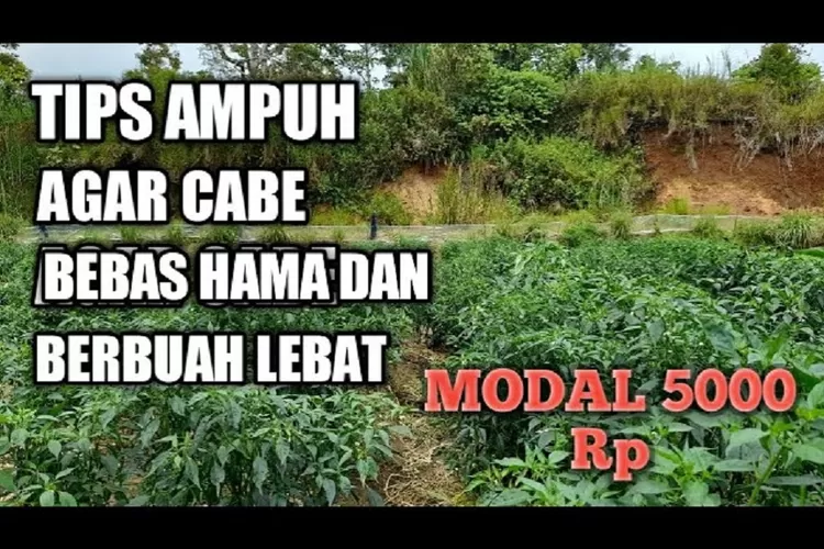 Petani Cabai Perhatikan Ternyata Begini Trik Melakukan Penyiraman Tanaman Cabai Dengan Pupuk