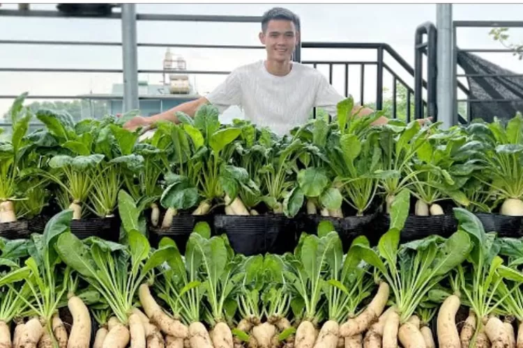 Cara menanam lobak putih di teras rumah dengan media polybag (tangkap layar Youtube Urban Gardening)