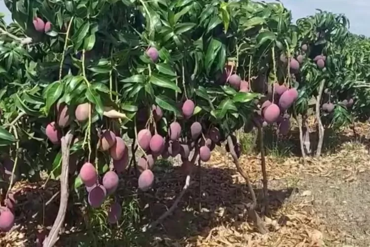 Pantesan Cepat Panen Melimpah Ternyata Ini Cara Menanam Mangga Ala