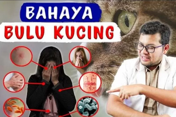 Hati-hati! Ternyata Bulu Kucing Sangat Berbahaya Bagi Kesehatan, Wajib ...