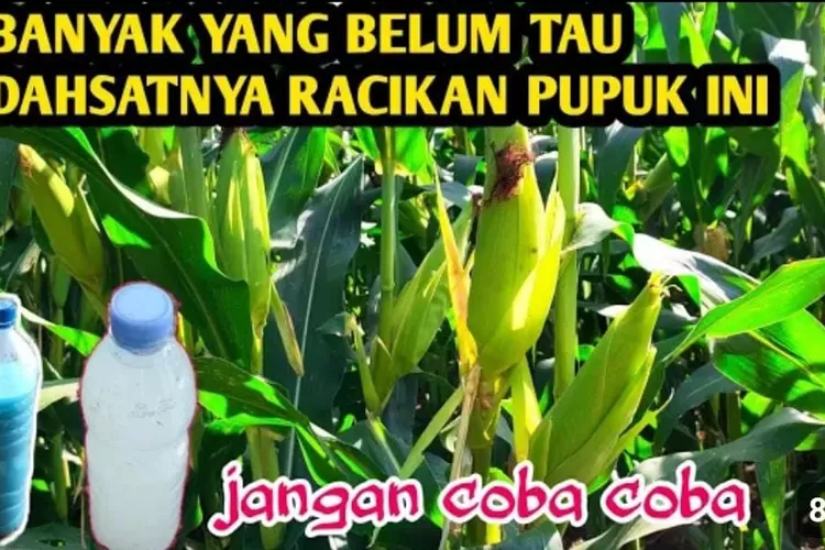 Racikan Pupuk Organik Cara Mudah Dan Murah Untuk Tanaman Subur Dan