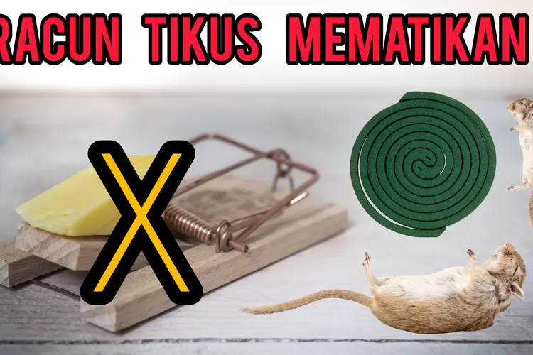 Trik Mudah Bikin Racun Mematikan Pembasmi Tikus Dari Obat Nyamuk Bakar ...