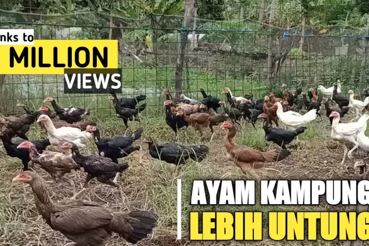 Ini Dia Sistem Beternak Ayam Kampung Dengan Memakai Sistem Semi