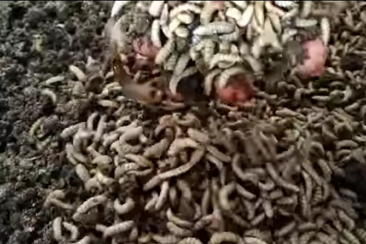 Perhatikan Cara Dan Teknik Budidaya Maggot Bsf Bersih Untuk Pemula