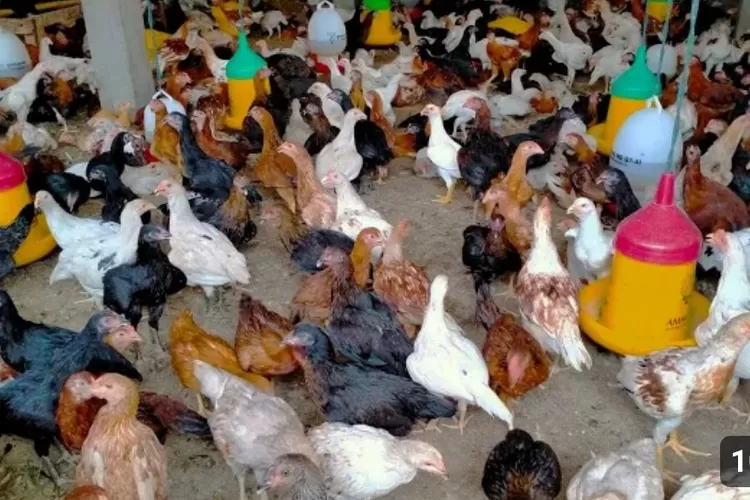 Nyesal Tak Ikuti Metode Ini Tips Sukses Budidaya Ayam Kampung Dengan