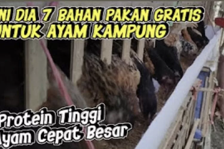 Info Penting Bagi Pemula Berikut 8 Daun Yang Baik Jadi Pakan Hingga