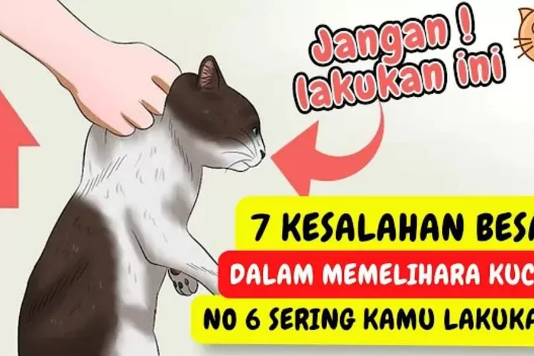 7 Kesalahan Merawat Kucing yang Jarang Catlover Ketahui, Nomor 6 Banyak  yang Melakukannya - Timenews