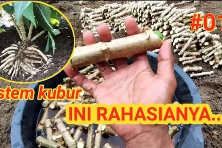 Teknik Terbaru Cara Menanam Tanaman Singkong Dengan Metode Kubur Agar Tumbuh Subur Dan Berbuah 5803