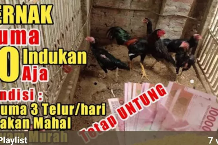 Rahasia Sukses Ternak Ayam Kampung Dalam Kondisi Terburuk Timenews