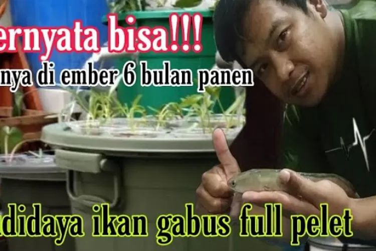 Budidaya Ikan Gabus Dalam Ember Dengan Pakan Full Pelet, 6 Bulan Siap ...