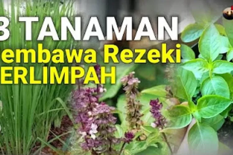 Tak Banyak Orang Tau Berikut Ini Adalah Tanaman Pembawa Rezeki Dan