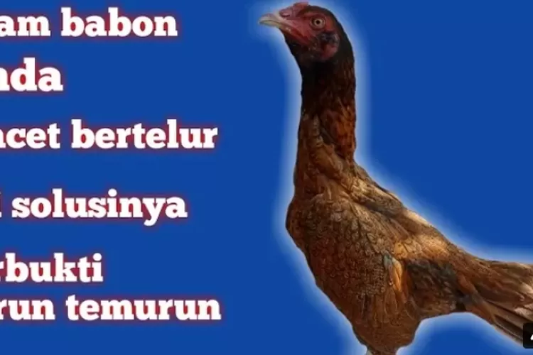 Tips Ampuh Mengatasi Ayam Kampung Babon Macet Bertelur Cuma Pakai