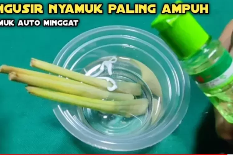 Cara Membuat Ramuan Anti Nyamuk Yang Sudah Digunakan Secara Turun