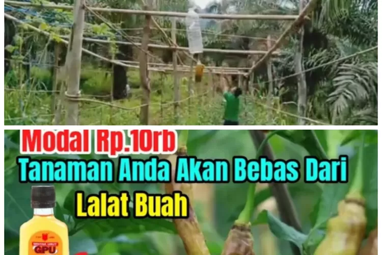 Solusi Jitu Mengusir Lalat Buah Cuma Pakai Gpu Dan Minyak Goreng Modal Ribu Tanaman