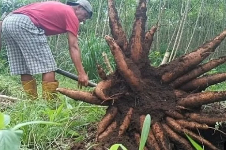 16 Cara Menanam Singkong Agar Berbuah Lebat 6357