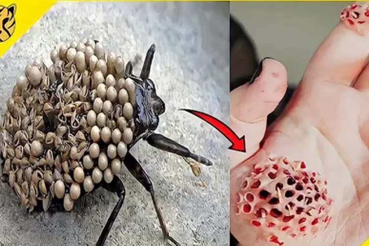 WASPADA! 10 Serangga Penyebab Penyakit Serius Hingga Kematian Salah Satunya Ada Semut Api! (Tangkapan layar Youtube Hewan Viral)