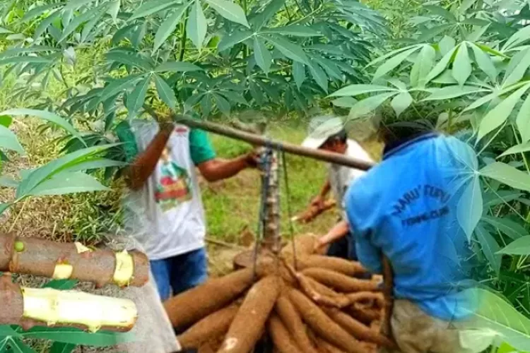 Trik Baru Dalam Bertanam Singkong Dengan Metode Sayat Empat Hasil