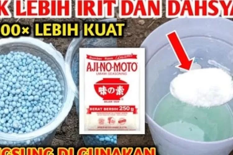 2 Sendok NPK Bisa Untuk Ribuan Pohon! Begini Cara Membuat Pupuk NPK ...