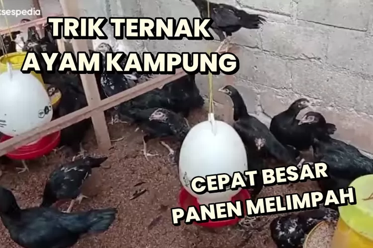 Cuma Di Rumah Budidaya Ayam Kampung Bisa Cepat Untung Besar Berikut Caranya Timenews