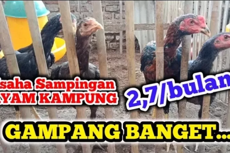 Tahapan Penting Untuk Sukses Ternak Ayam Kampung Bagi Pemula Timenews