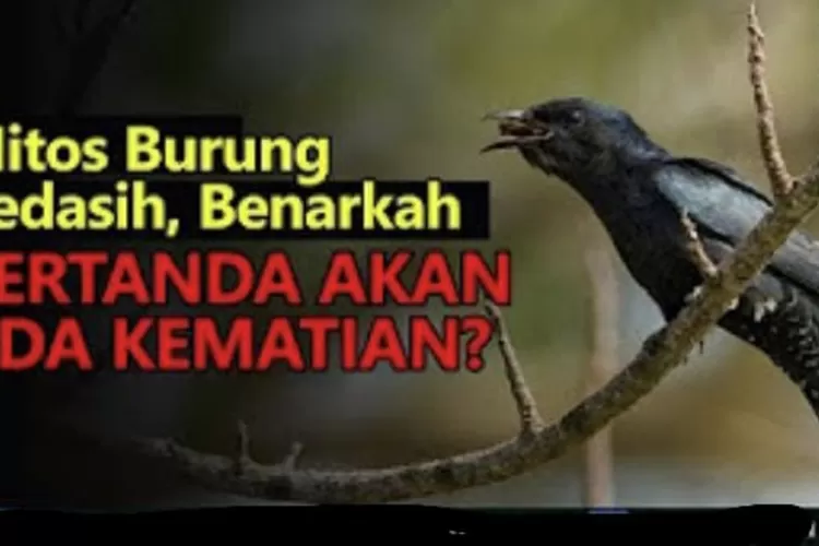 Mitos Burung Kedasih Benarkah Pertanda Kematian? Kedatangan Hewan Ini ...