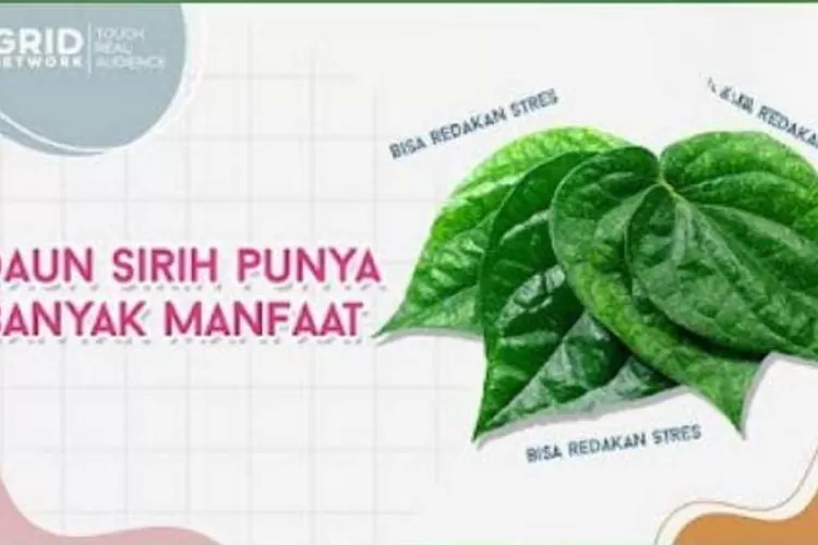 Manfaat daun sirih bagi kesehatan.  (Tangkapan layar YouTube NOVA)